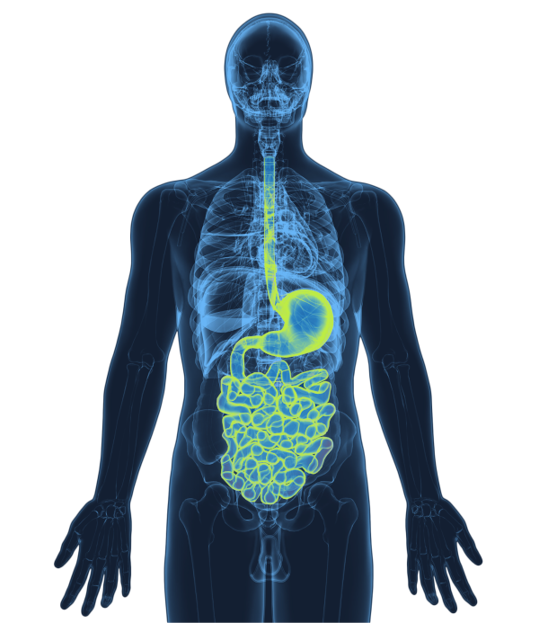 Emberi bélrendszer